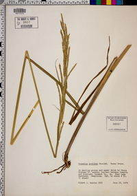 Paspalum urvillei image