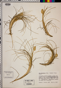 Poa douglasii image