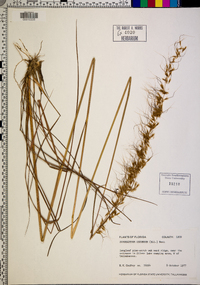 Sorghastrum secundum image