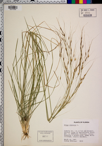 Stipa avenacea image