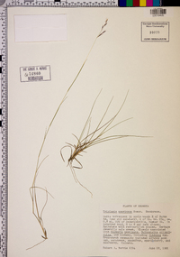 Triplasis americana image