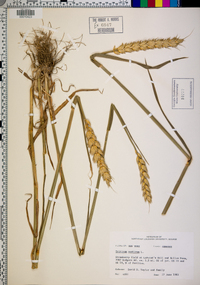 Triticum aestivum image