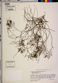 Podostemum ceratophyllum image