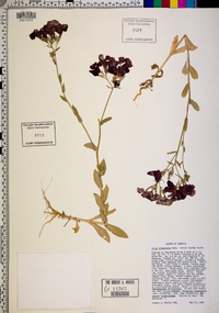 Phlox drummondii image