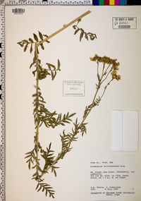 Polemonium foliosissimum image