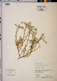 Rhinotropis acanthoclada image