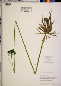 Polygala cymosa image