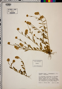 Polygala lutea image