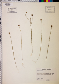 Polygala mariana image