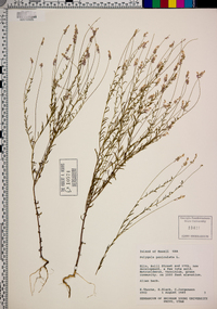 Polygala paniculata image