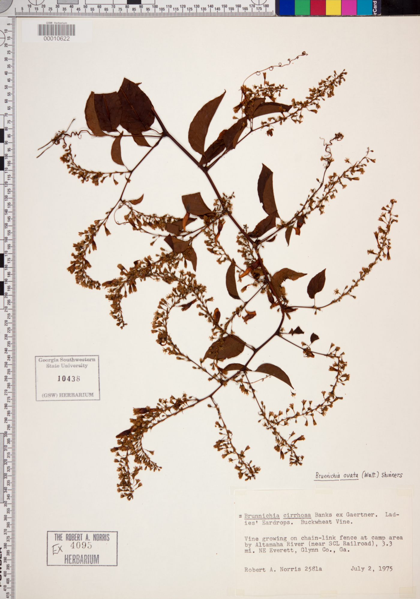Brunnichia ovata image