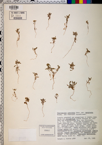 Chorizanthe cuspidata image