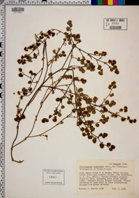 Chorizanthe cuspidata image