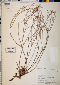 Eriogonum batemanii image