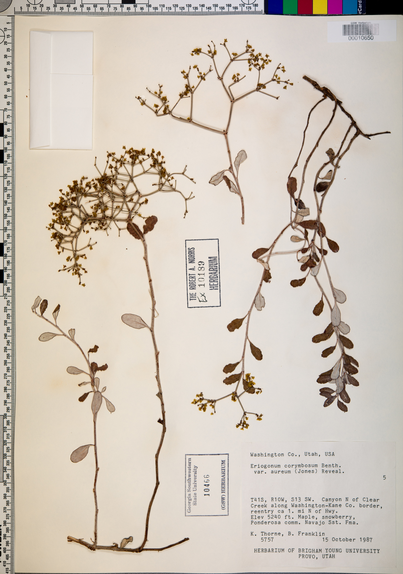 Eriogonum corymbosum var. aureum image