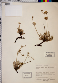 Eriogonum arcuatum var. rupicola image