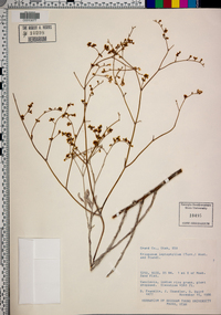 Eriogonum leptophyllum image