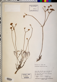 Eriogonum spathulatum image