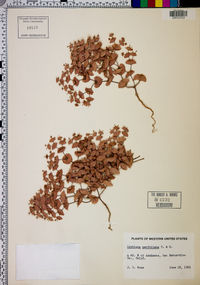 Oxytheca perfoliata image