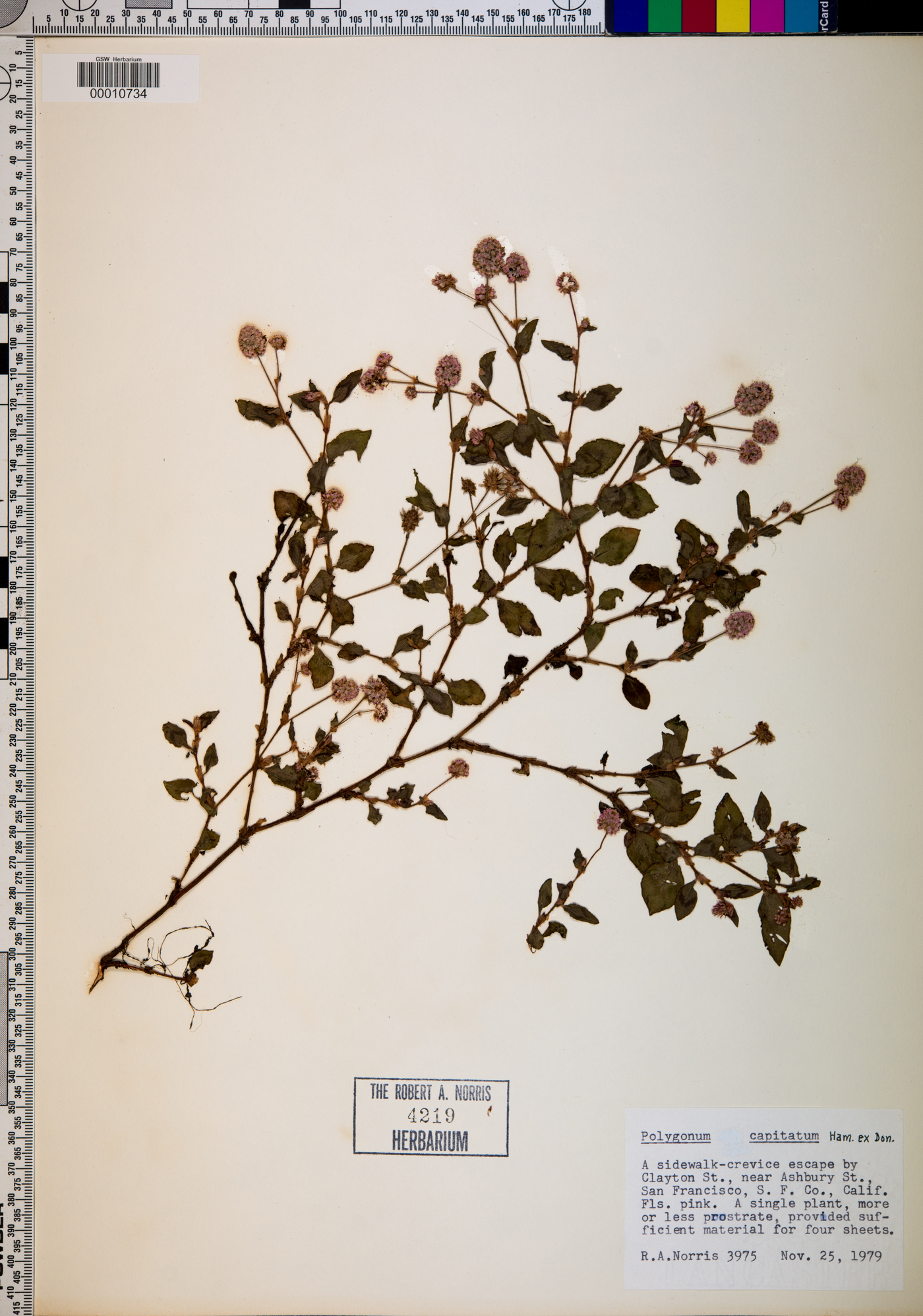 Polygonum capitatum image