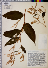 Polygonum polystachyum image