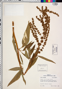 Rumex altissimus image