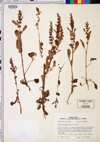 Rumex paraguayensis image