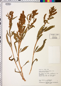 Rumex salicifolius var. denticulatus image