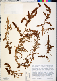 Rumex transitorius image