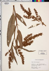 Rumex verticillatus image