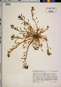 Calandrinia ciliata image