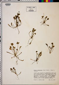 Claytonia perfoliata image