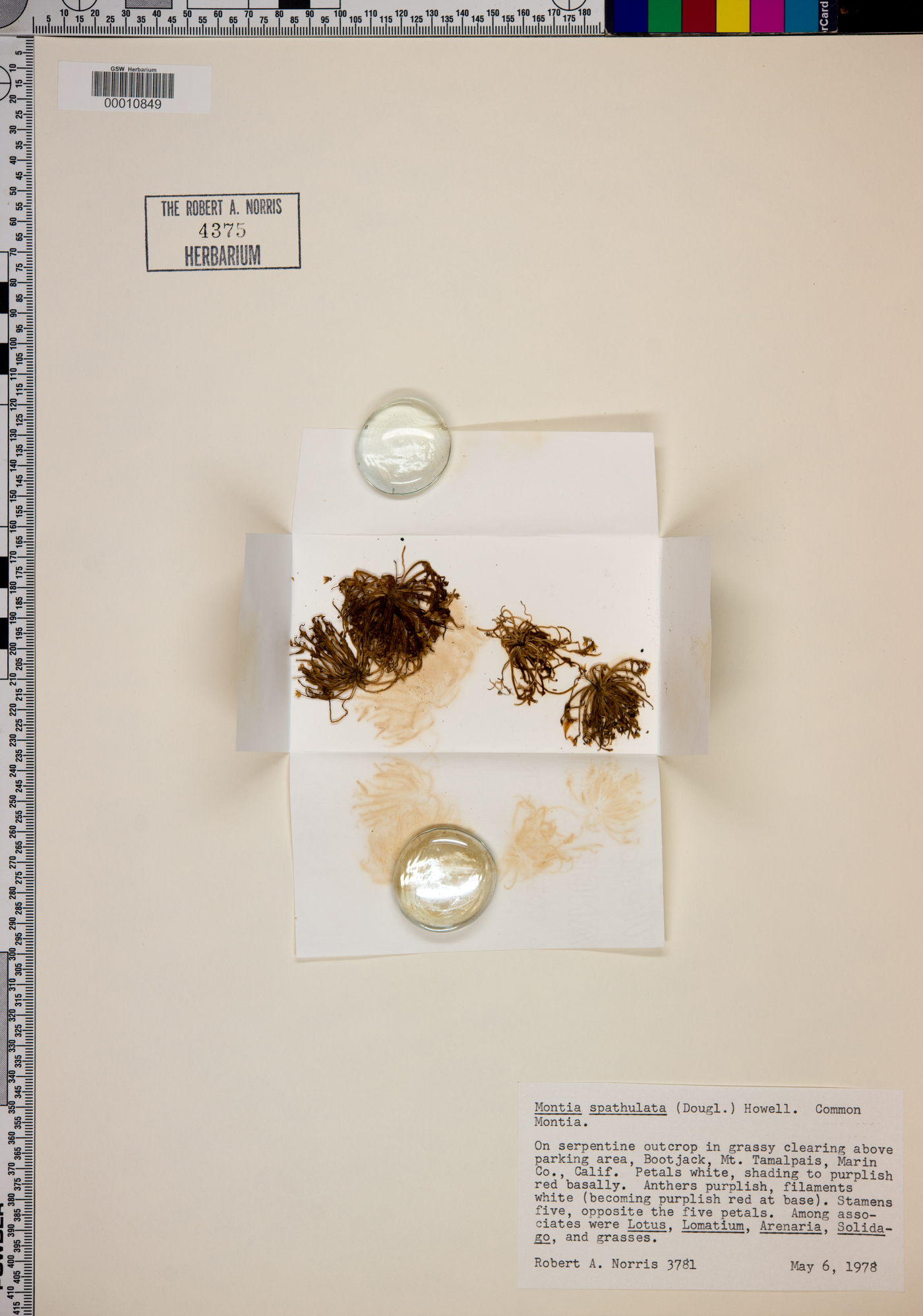 Montia spathulata image