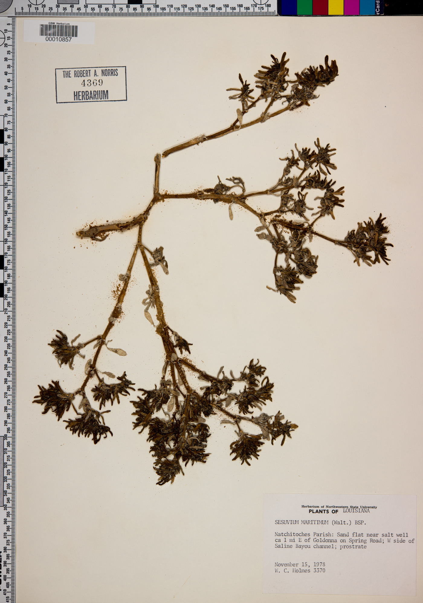 Sesuvium maritimum image