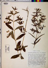 Lysimachia lanceolata var. lanceolata image