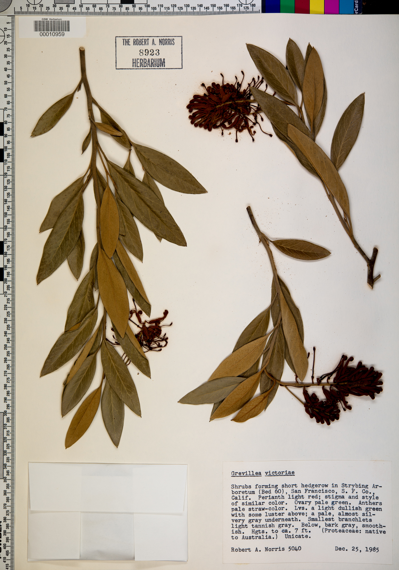 Grevillea victoriae image