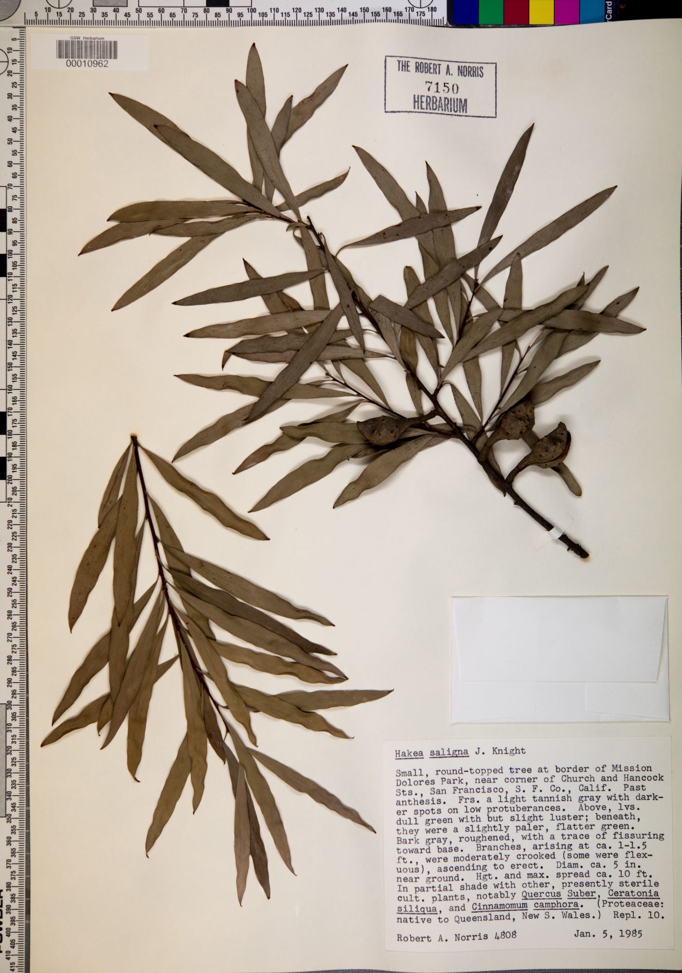 Hakea salicifolia image