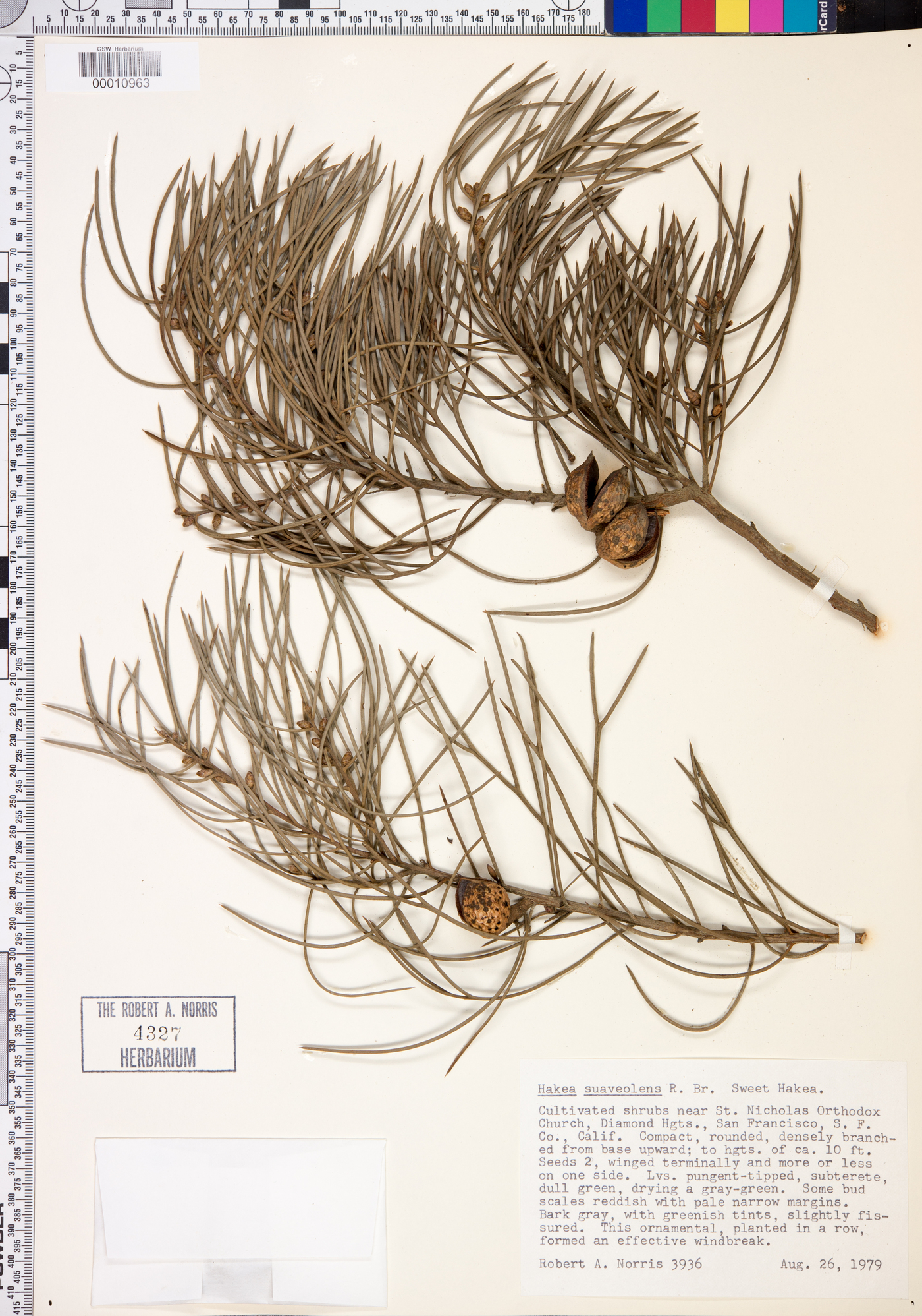 Hakea drupacea image