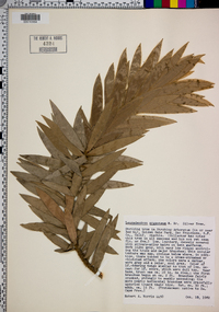Leucadendron argenteum image