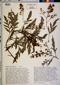 Image of Lomatia fraxinifolia