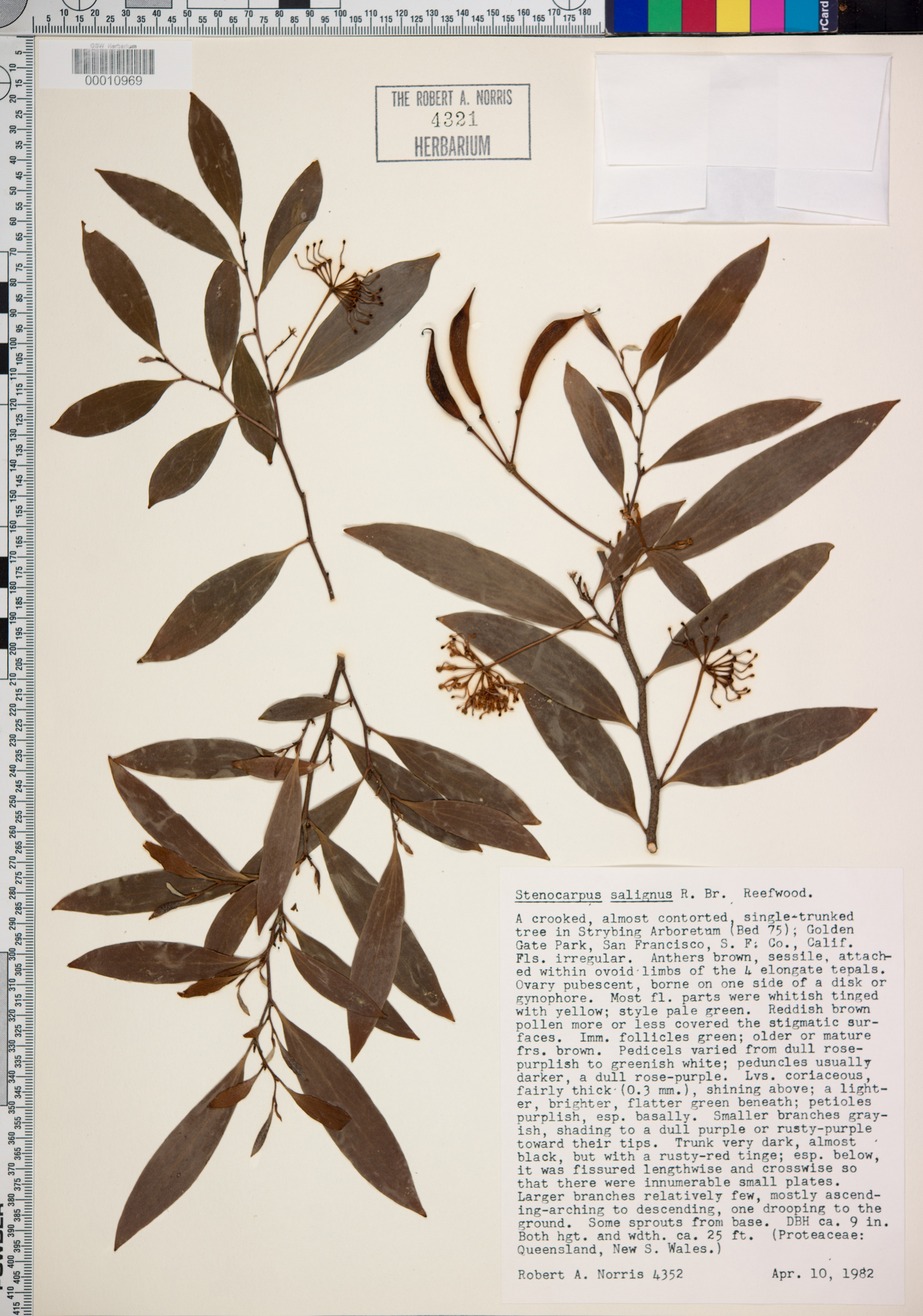 Stenocarpus salignus image