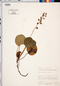 Pyrola asarifolia image