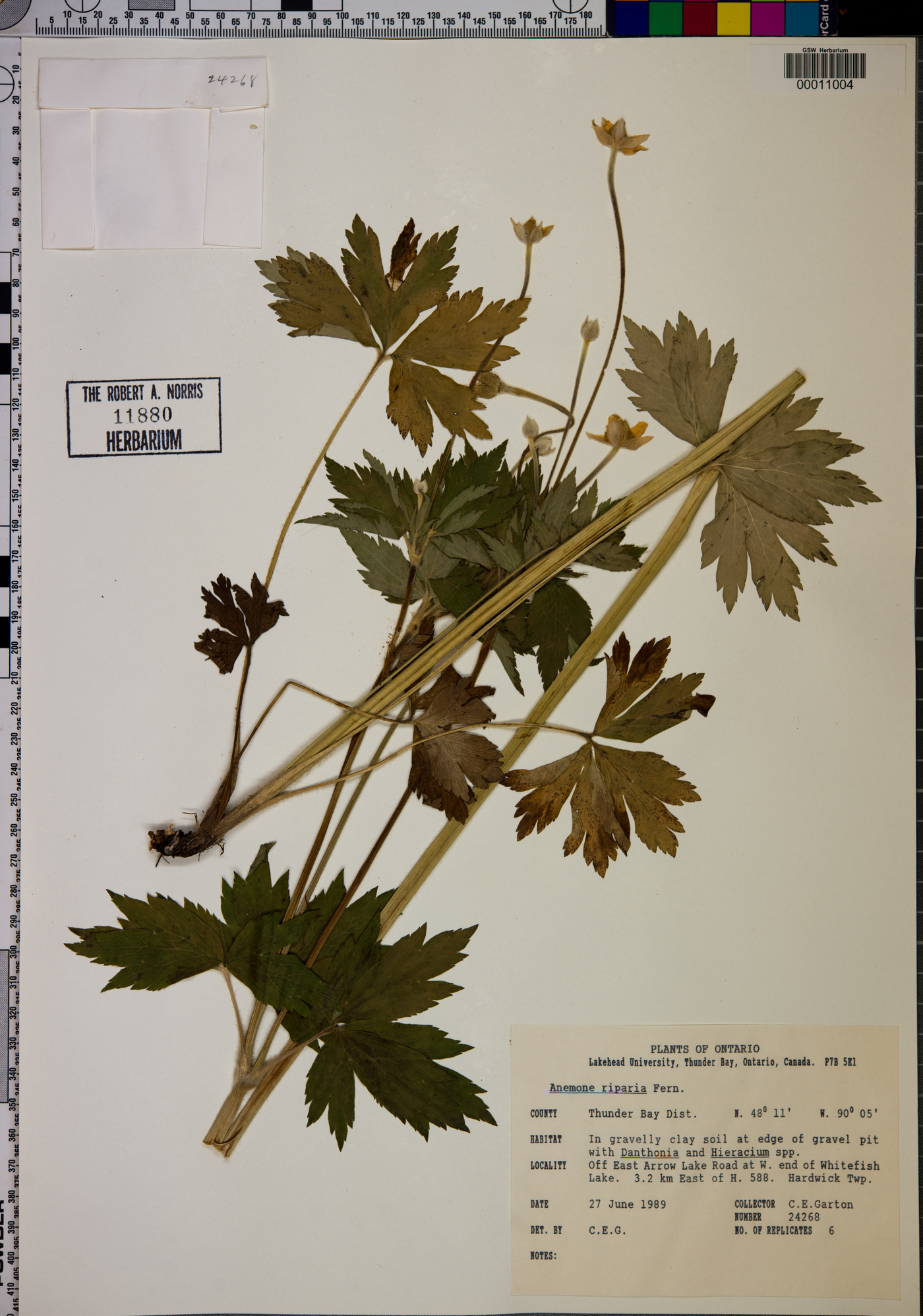 Anemone riparia image