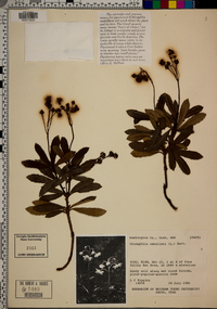 Chimaphila umbellata image