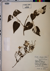 Clematis chinensis image