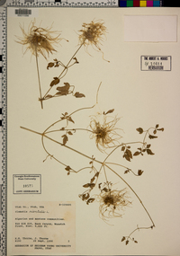 Clematis orientalis image