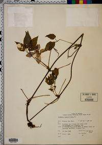 Clematis verticillaris image