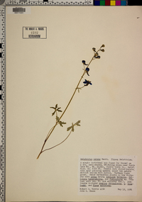 Delphinium patens image