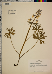 Delphinium tricorne image