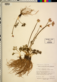 Ranunculus andersonii image